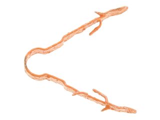 LINIAN FIRECLIP SINGLE ORANGE 4-6MM (1LCO406)(CC3)